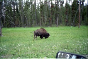 09-Yellowstone