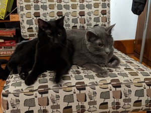 cats