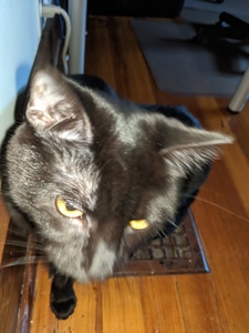 cats