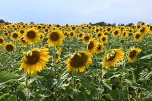 sunflowers