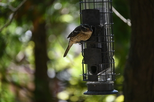 grosbeak