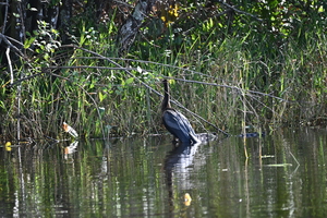 Everglades