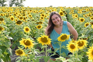 sunflowers