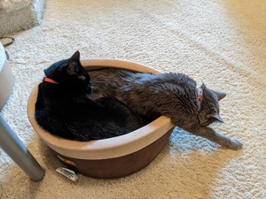 cats