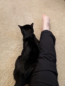 cats